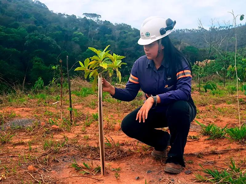 Planejamento ambiental reforça cuidado e recuperação da Mata Atlântica em área de mineração